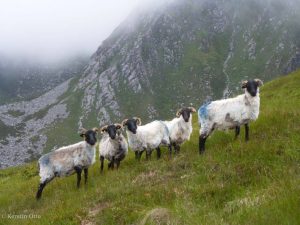 Achill Island wildlife