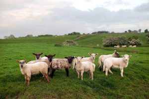 愛爾蘭有多少隻羊 How many sheep in Ireland Sheeps in Ireland