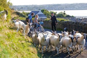愛爾蘭有多少隻羊 How many sheep in Ireland Morning commute in Ballycastle