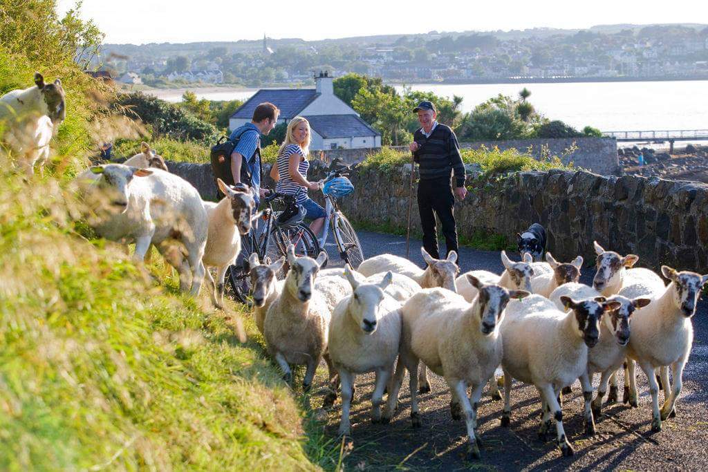 How many sheep in Ireland