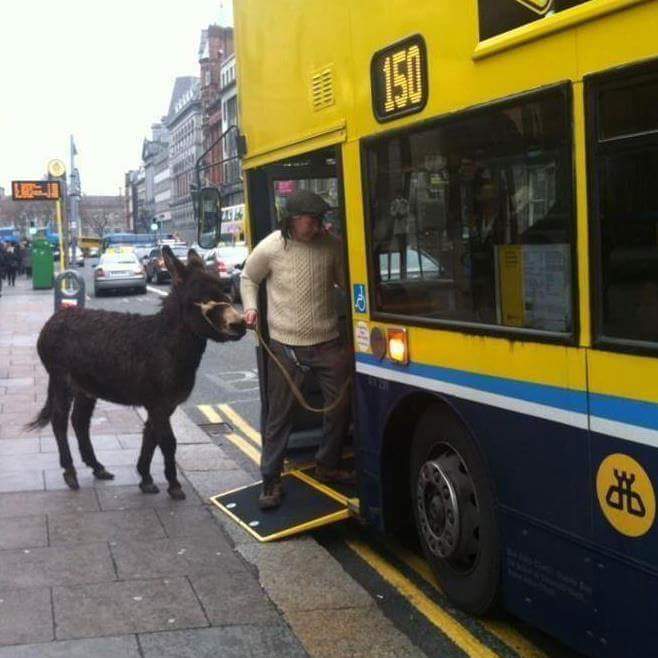 Only in Ireland donkey getting on bus