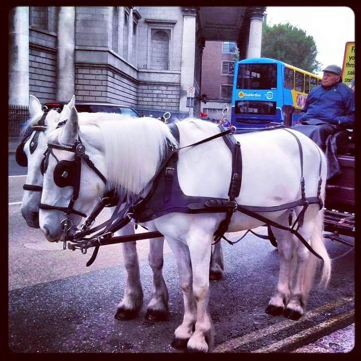 在愛爾蘭常常見到馬 Horses in Ireland