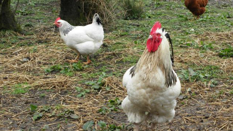 抗疫趣聞: 愛爾蘭人對收養 	 母雞的需求大增 Demand For Hen Adoptions in Ireland Amid Coronavirus Crisis