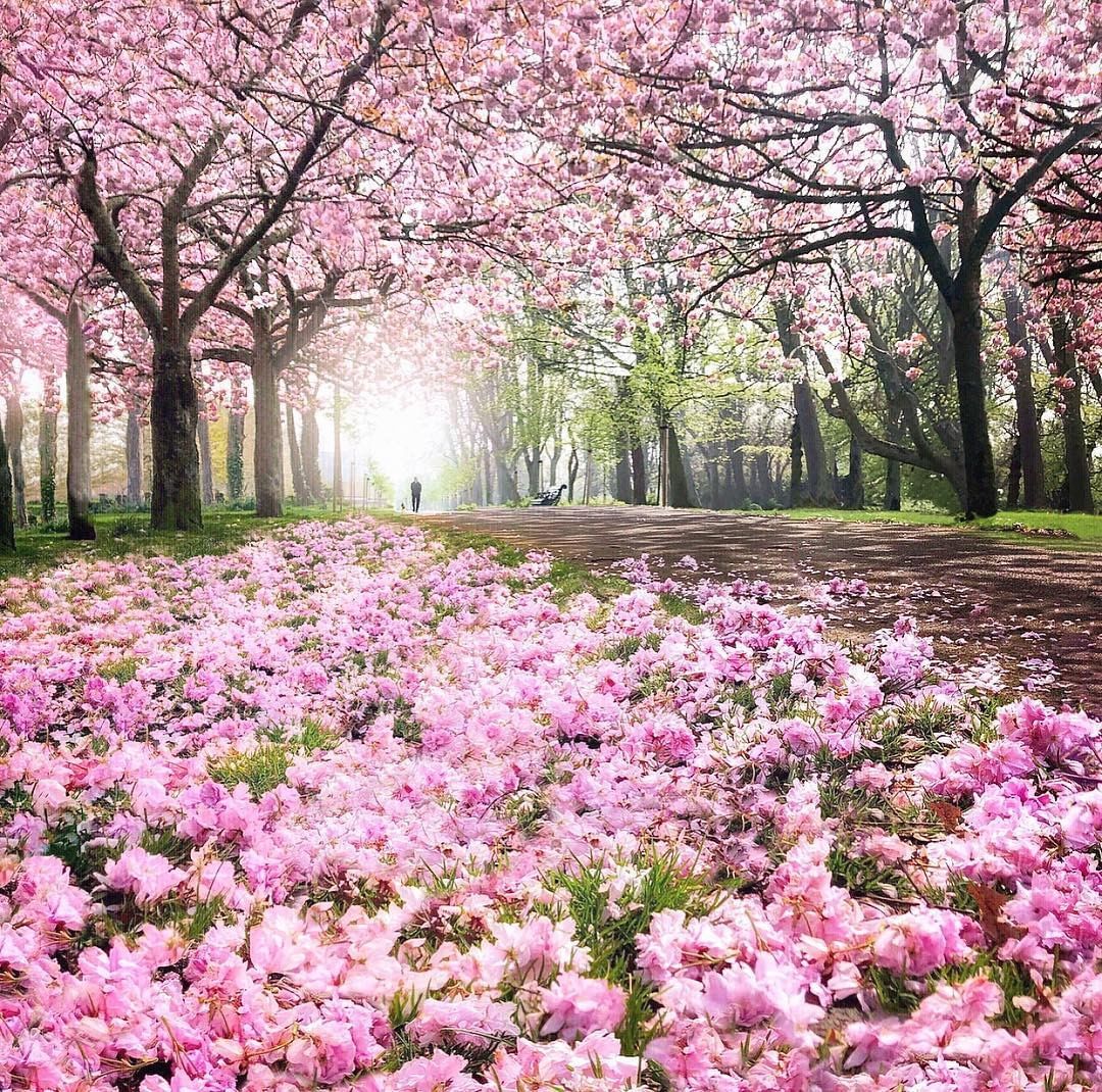 愛爾蘭旅遊景點 都柏林櫻花美景 Cherry blossom in Dublin