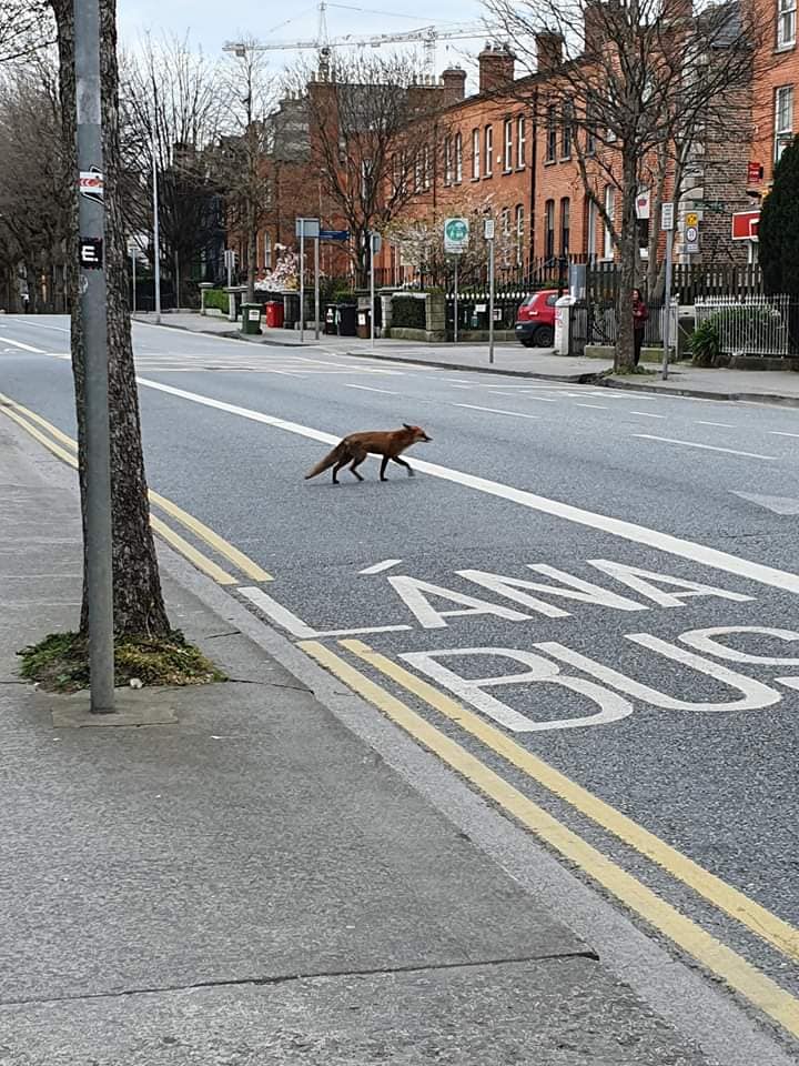 Dublin lockdown south circular road