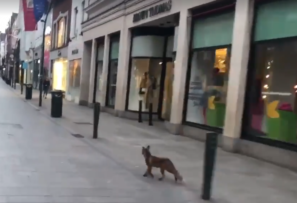 Fox in Grafton Street Dublin