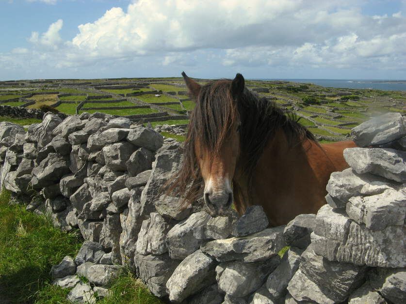 新年快樂 哪種愛爾蘭動物能代表你的2020年呢？