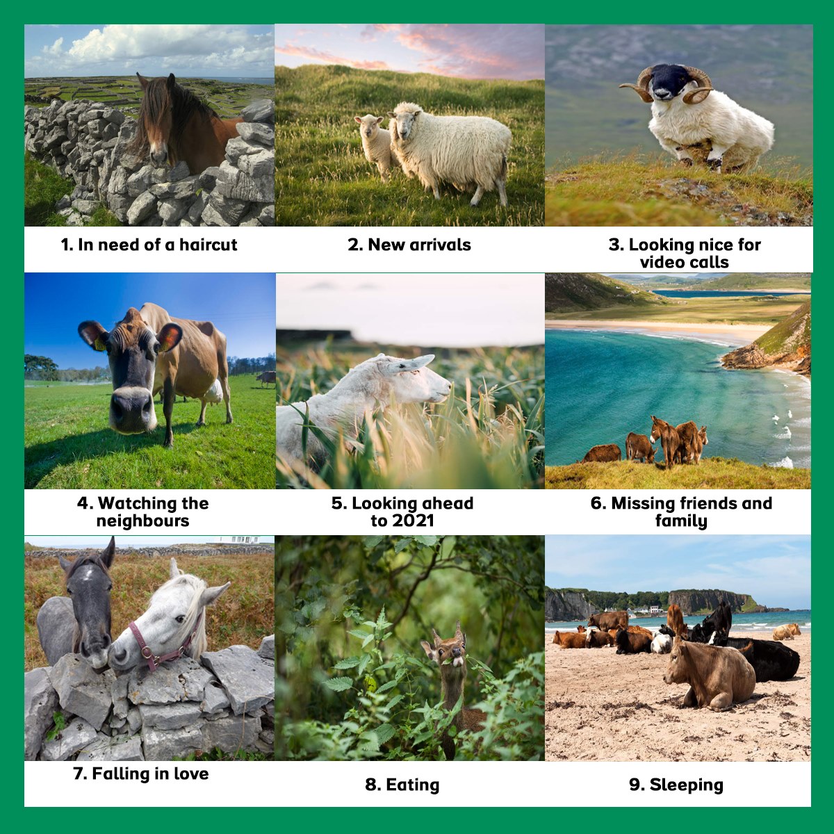 Which animal represents your year 2020? - Hong Kong Girl in Ireland